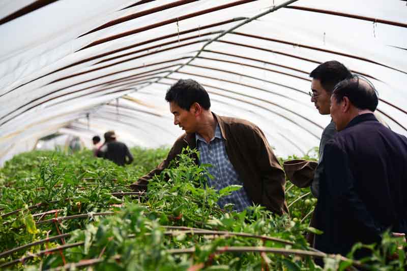 陳志誼一行赴沭陽(yáng)考察"設施番茄土傳病害生物防控效果"