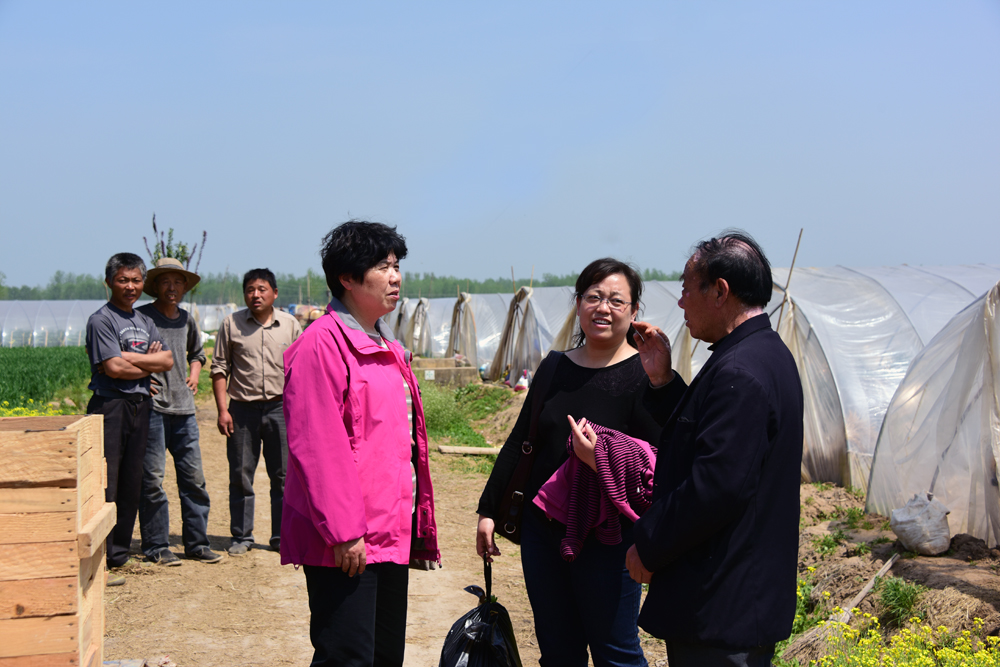 陳志誼一行赴沭陽(yáng)考察"設施番茄土傳病害生物防控效果"