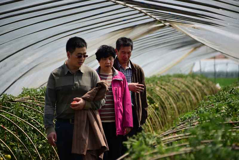 陳志誼一行赴沭陽(yáng)考察"設施番茄土傳病害生物防控效果"