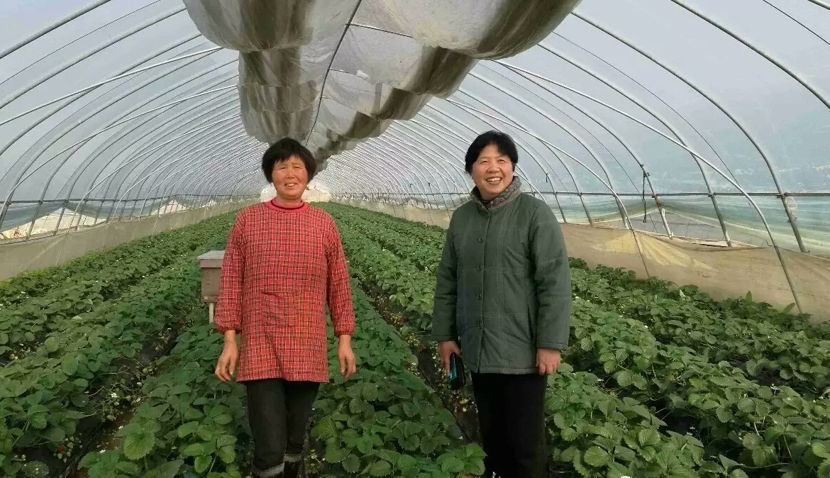 草莓綠色防控技術(shù)培訓在溧水成功舉辦