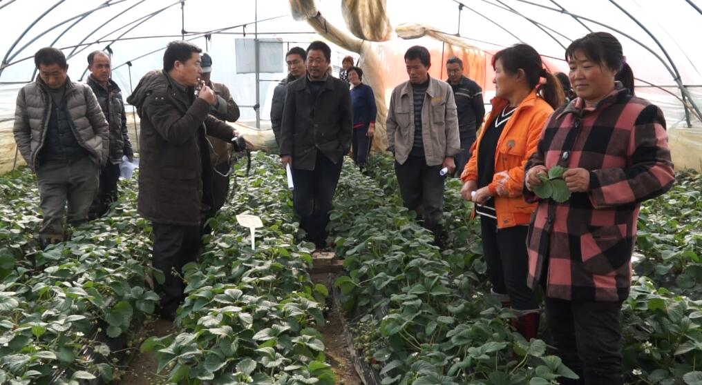 草莓綠色防控技術(shù)培訓在溧水成功舉辦